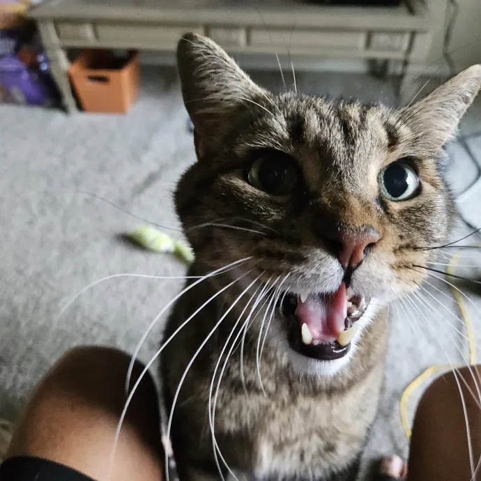 Here Kitty Kitty By Sherre