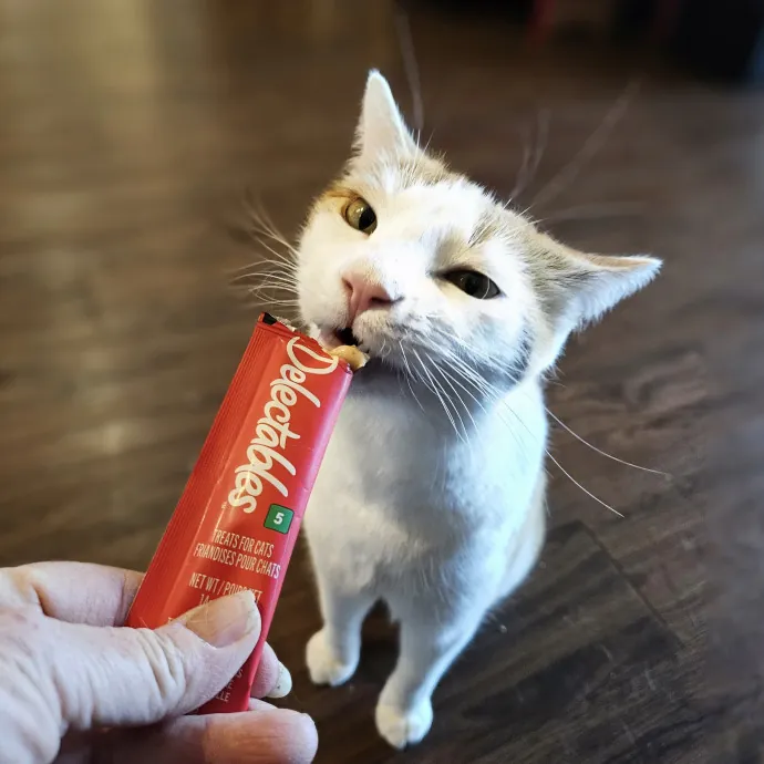 Here Kitty Kitty By Sherre