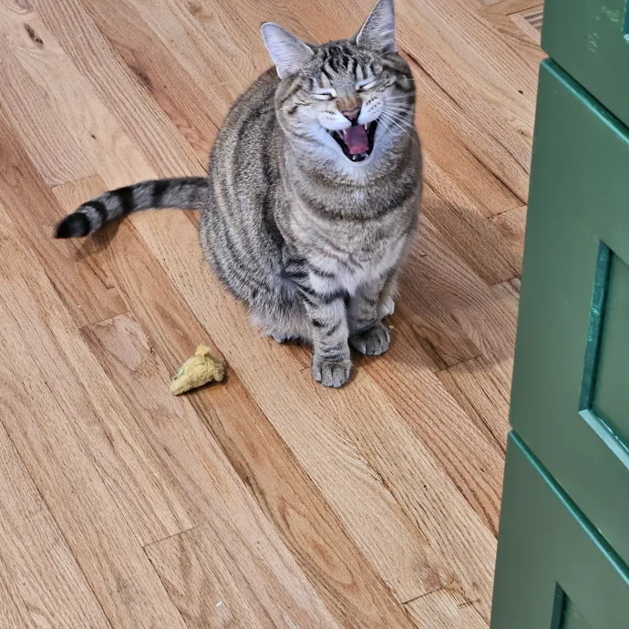 Here Kitty Kitty By Sherre