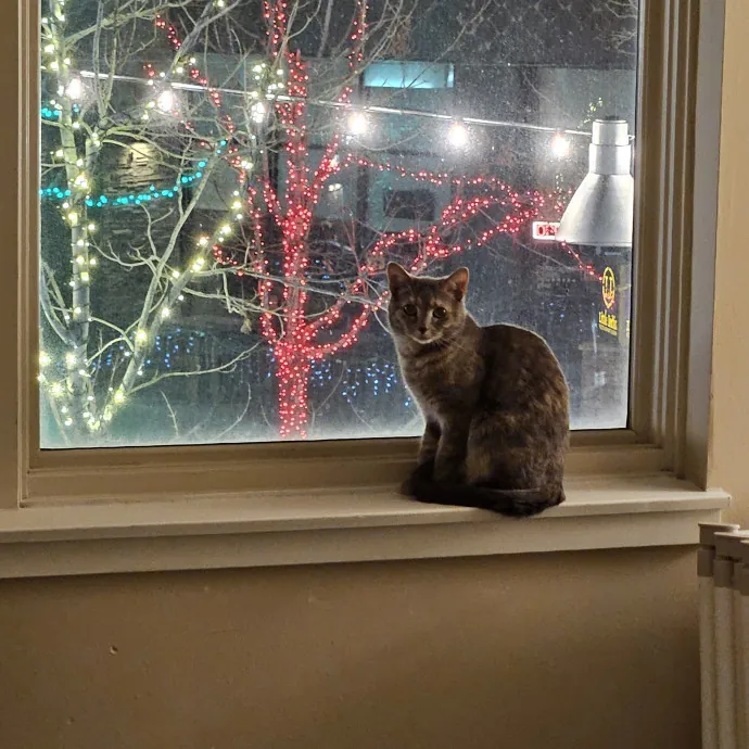 Here Kitty Kitty By Sherre