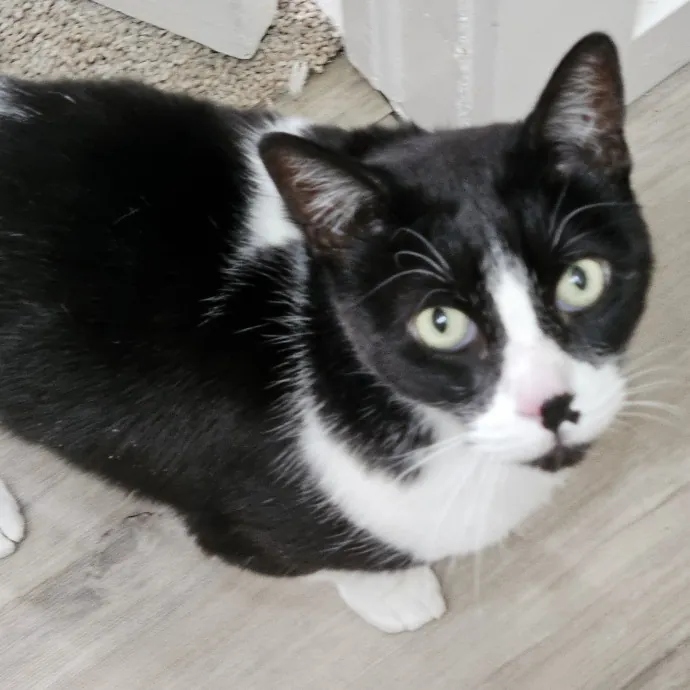 Here Kitty Kitty By Sherre