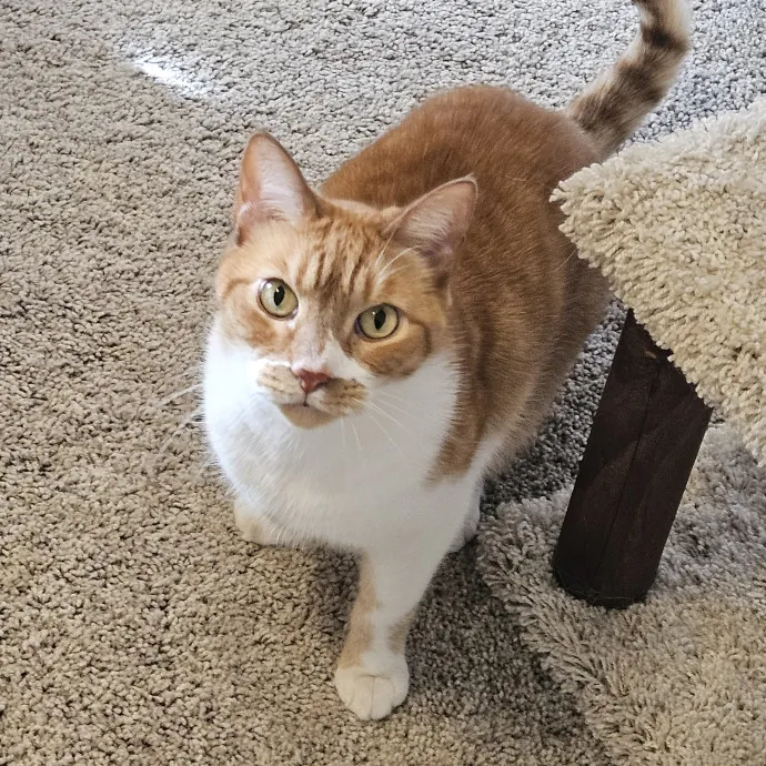 Here Kitty Kitty By Sherre