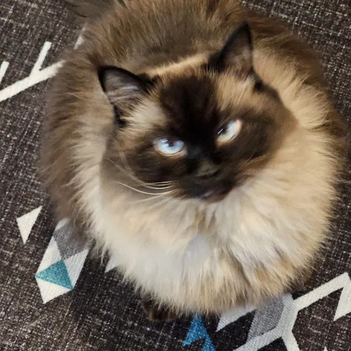 Here Kitty Kitty By Sherre