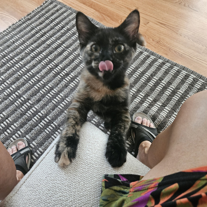Here Kitty Kitty By Sherre