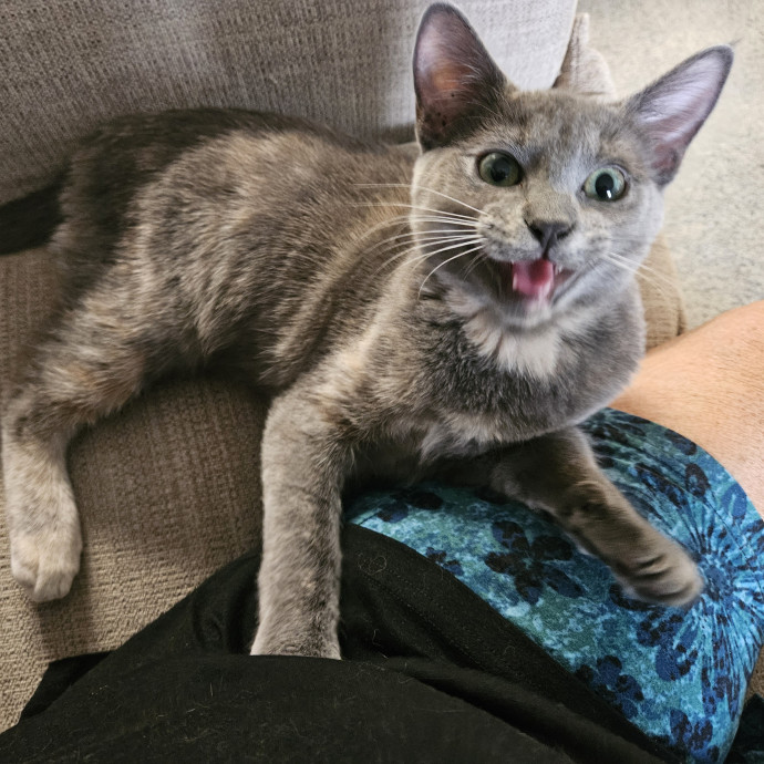 Here Kitty Kitty By Sherre photo 3