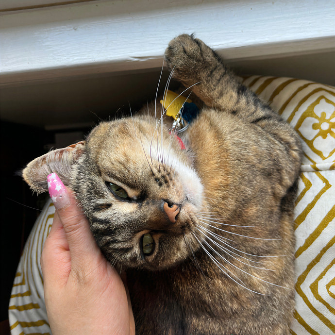 Rescue-Experienced Cat Sitter Kitty Care