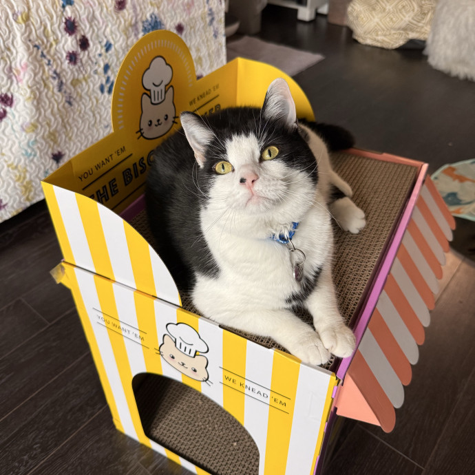 Rescue-Experienced Cat Sitter Kitty Care photo 3