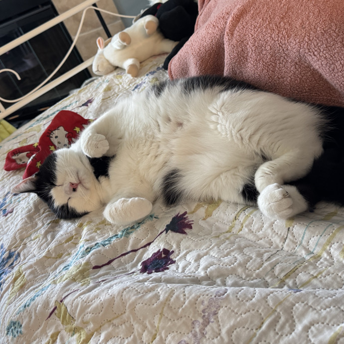 Rescue-Experienced Cat Sitter Kitty Care photo 2