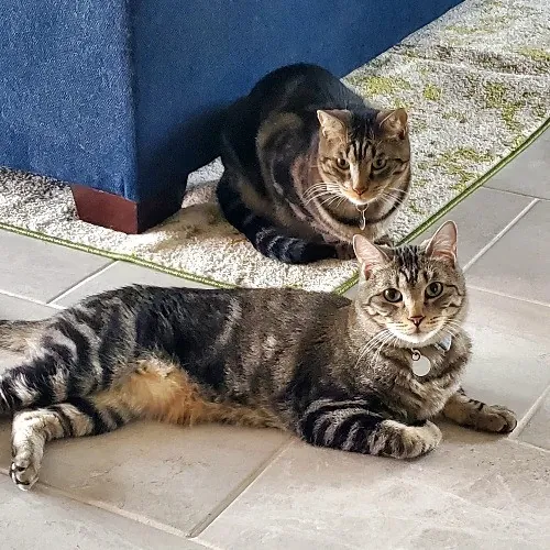 Purrfect Professional Care Great Photos