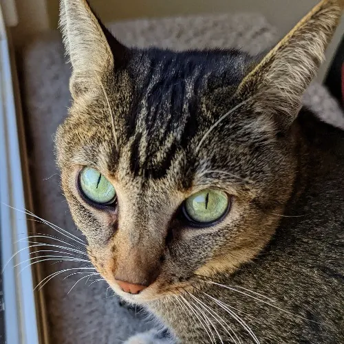 Purrfect Professional Care Great Photos