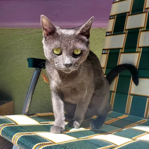 Purrfect Professional Care Great Photos