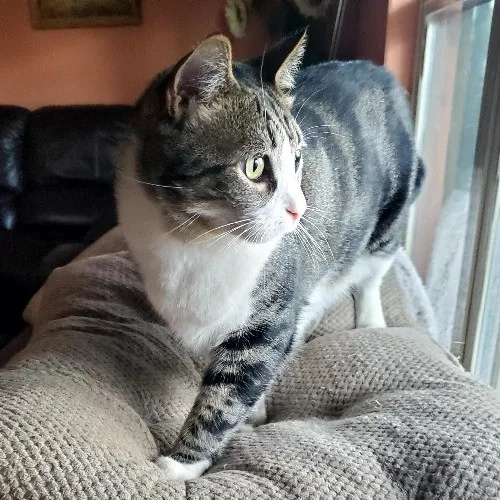 Purrfect Professional Care Great Photos