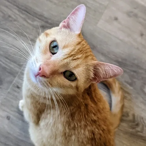 Purrfect Professional Care Great Photos photo 4