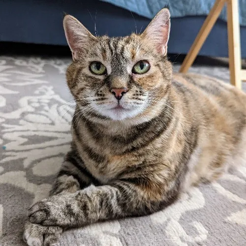 Purrfect Professional Care Great Photos photo 3