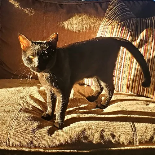 Purrfect Professional Care Great Photos photo 2