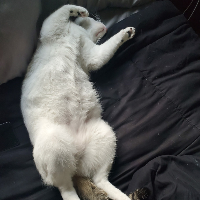 Desert Catrovert Specialist
