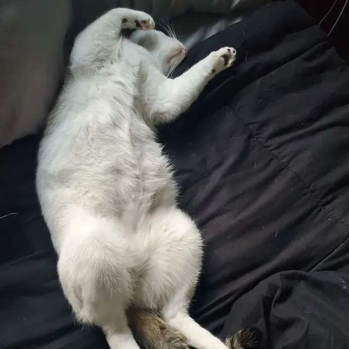 Your Cats Best Friend