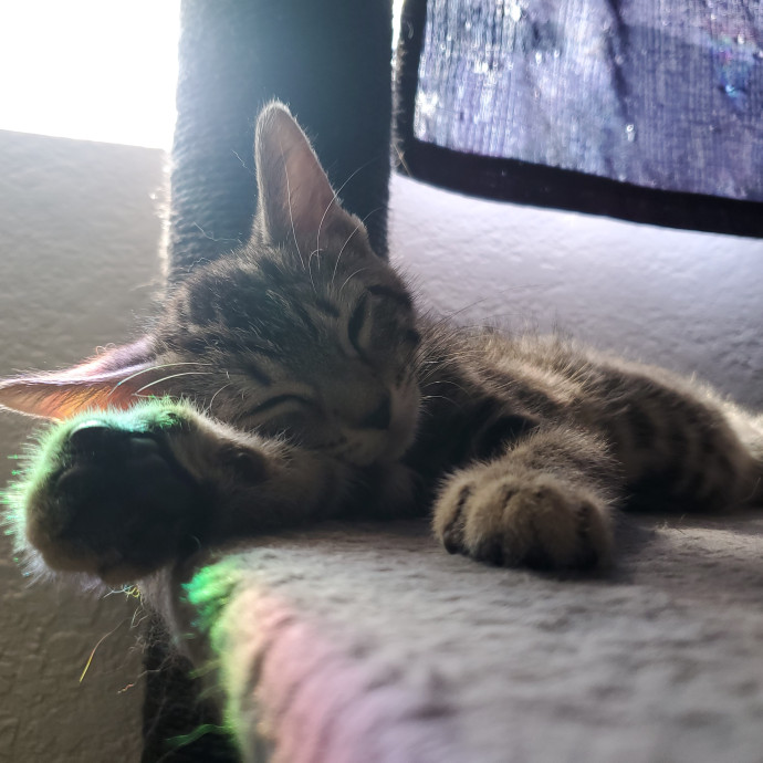 Desert Catrovert Specialist