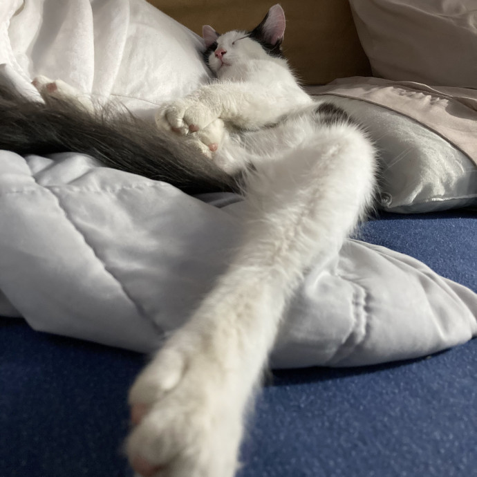 Desert Catrovert Specialist