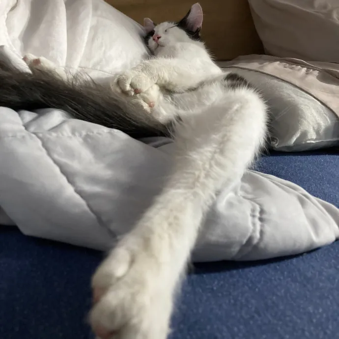 Your Cats Best Friend