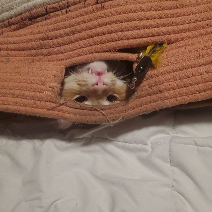 Desert Catrovert Specialist