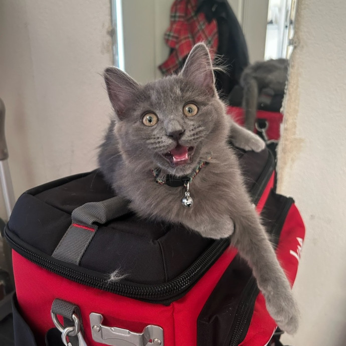 Desert Catrovert Specialist