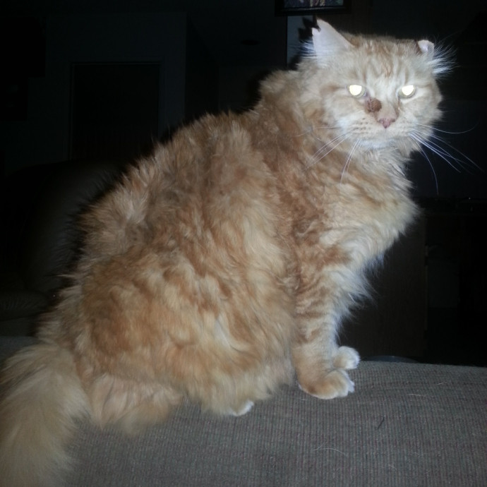 Desert Catrovert Specialist