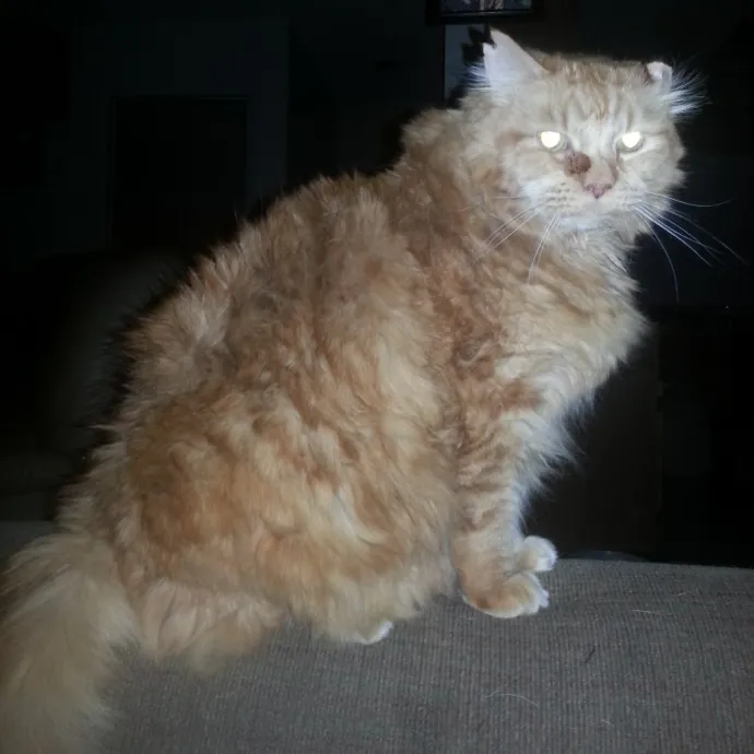 Your Cats Best Friend