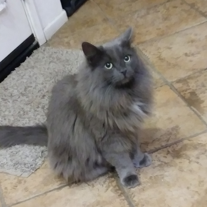 Desert Catrovert Specialist
