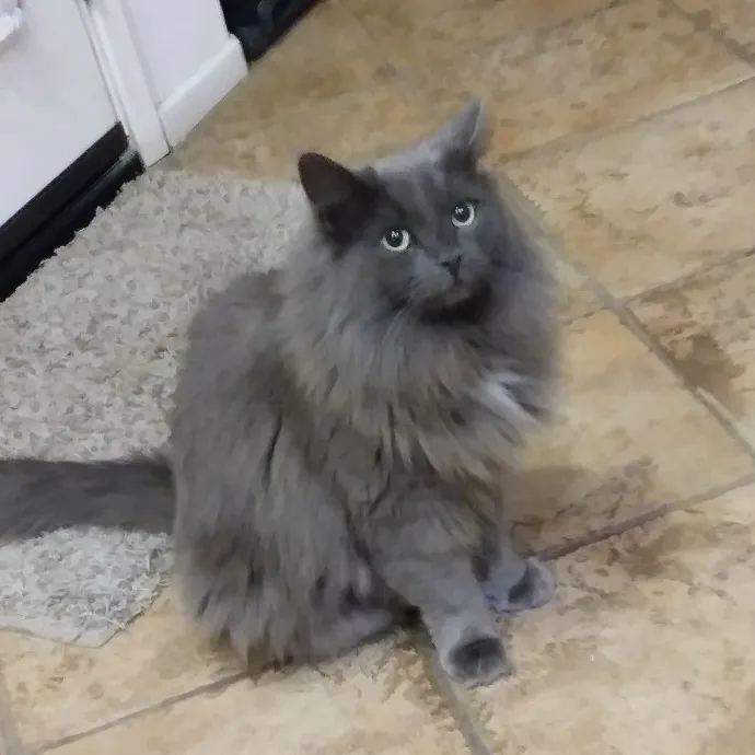 Your Cats Best Friend