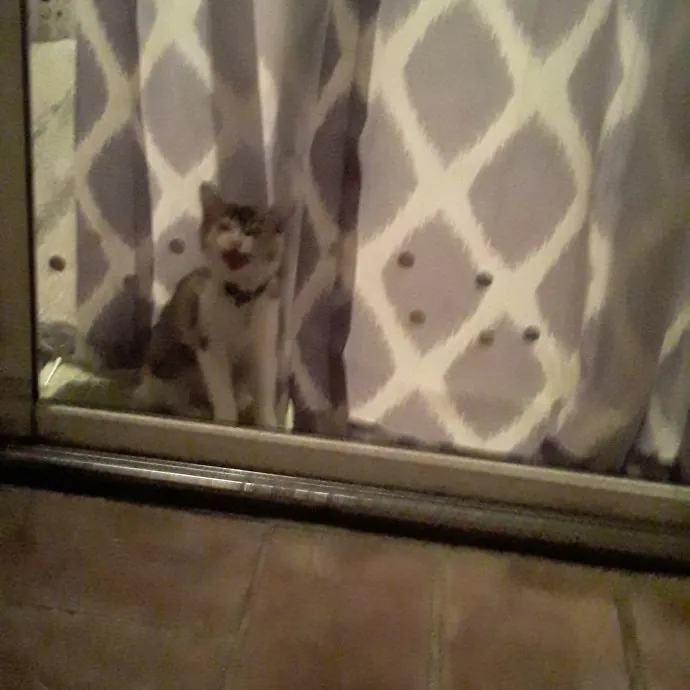 Your Cats Best Friend