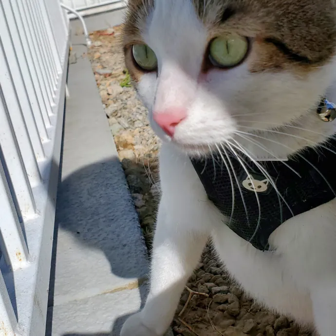 Your Cats Best Friend