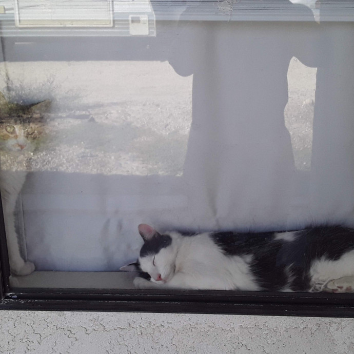 Desert Catrovert Specialist