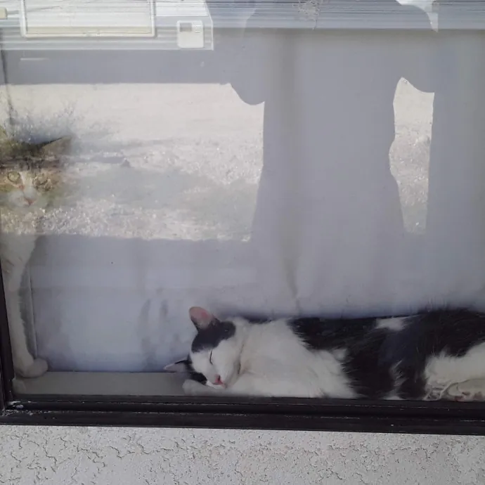 Your Cats Best Friend