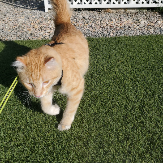 Desert Catrovert Specialist