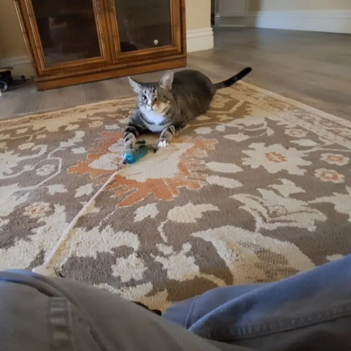 Your Cats Best Friend