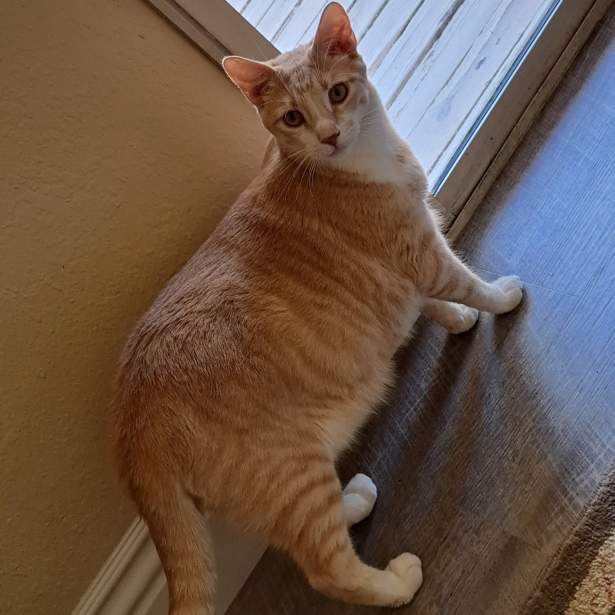 Desert Catrovert Specialist