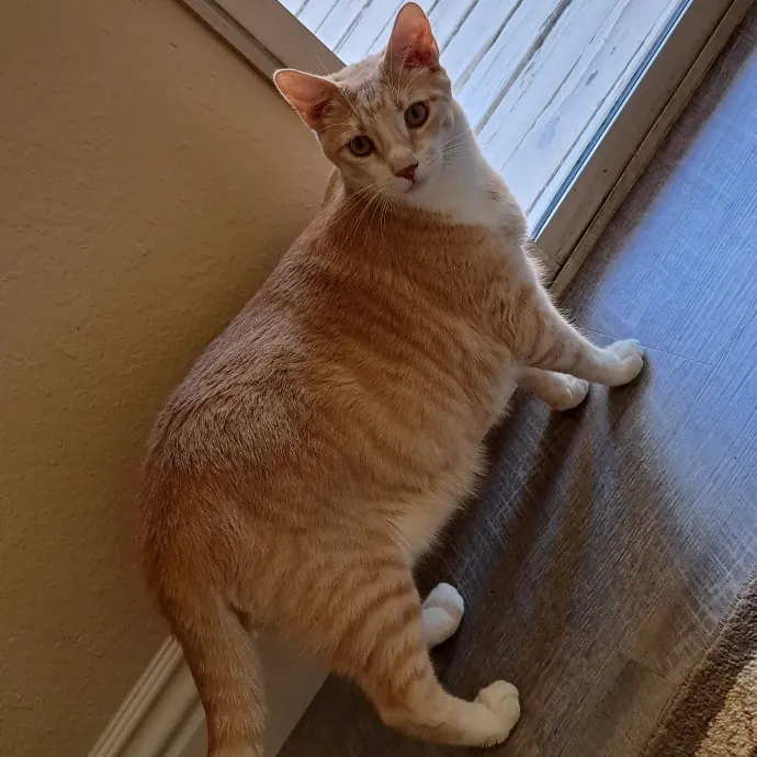Your Cats Best Friend