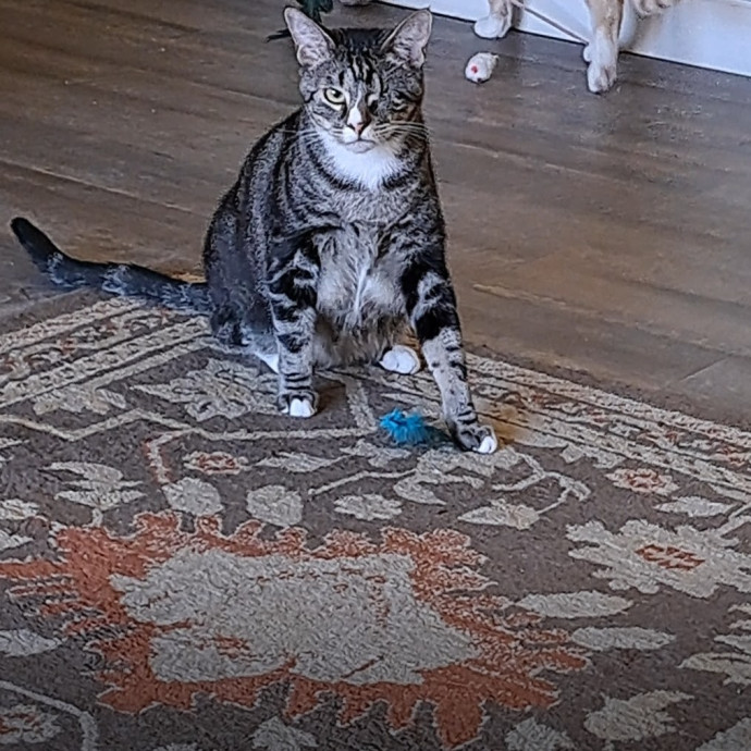 Desert Catrovert Specialist