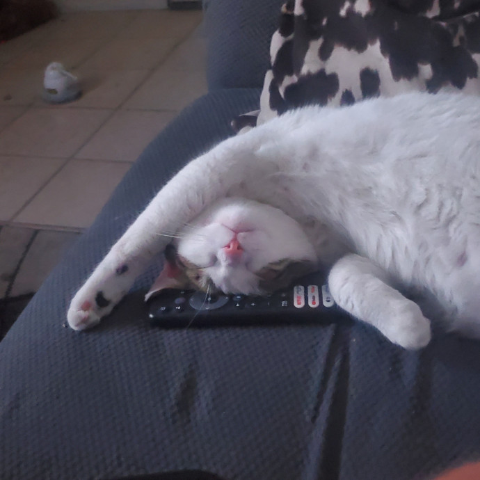 Desert Catrovert Specialist