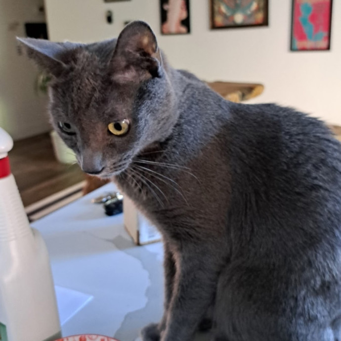 Desert Catrovert Specialist