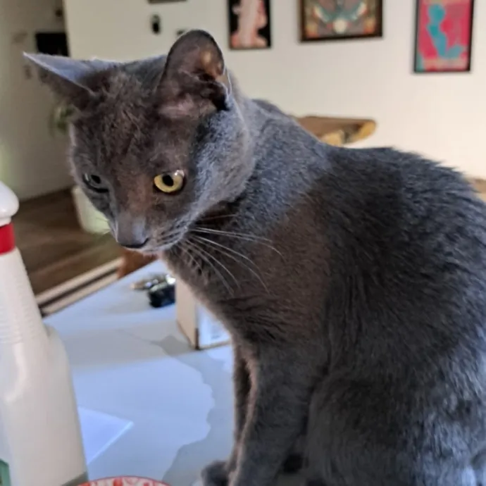 Your Cats Best Friend