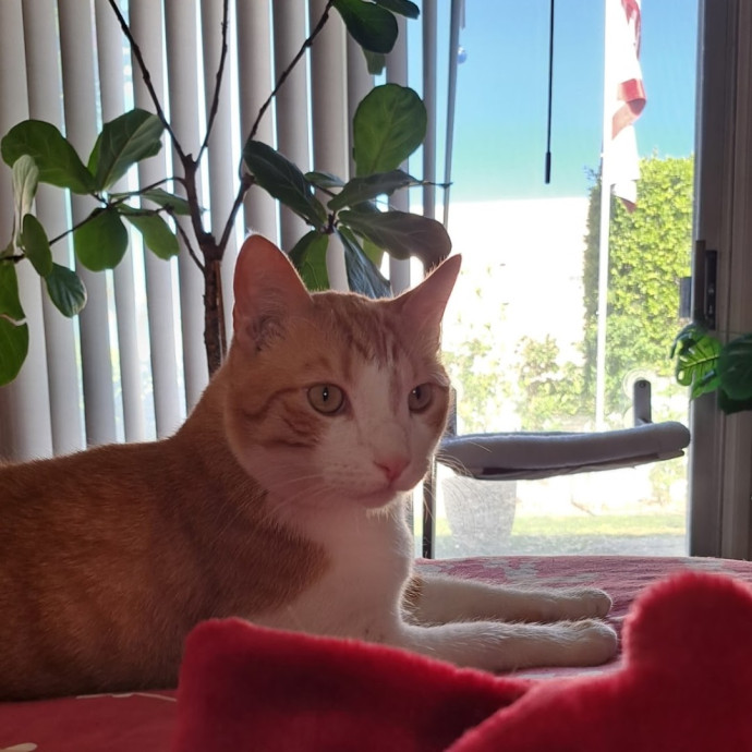 Desert Catrovert Specialist