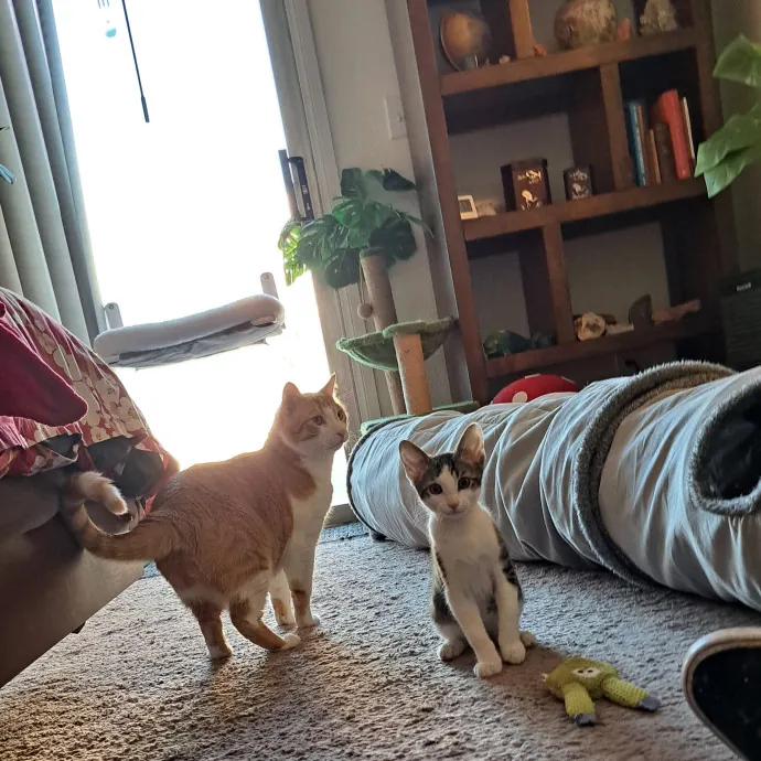 Your Cats Best Friend