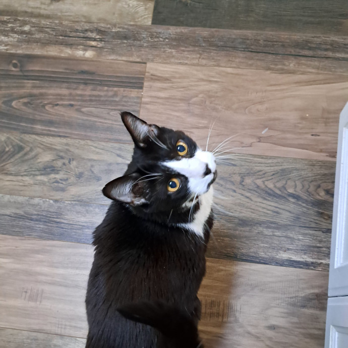 Desert Catrovert Specialist