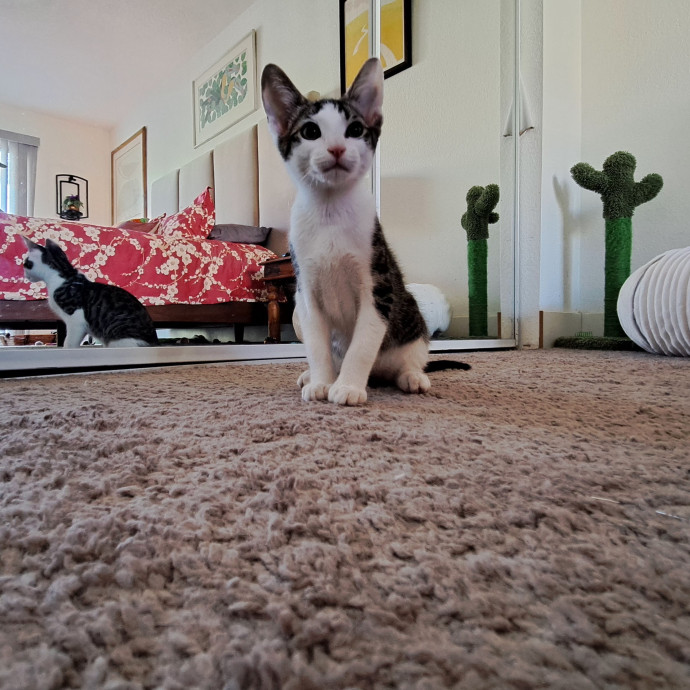 Desert Catrovert Specialist
