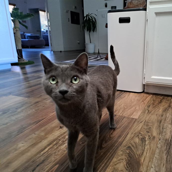 Desert Catrovert Specialist