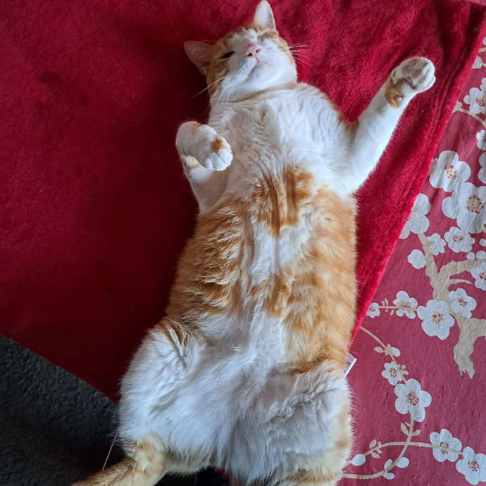 Desert Catrovert Specialist