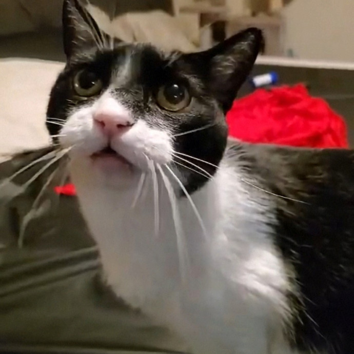 Desert Catrovert Specialist