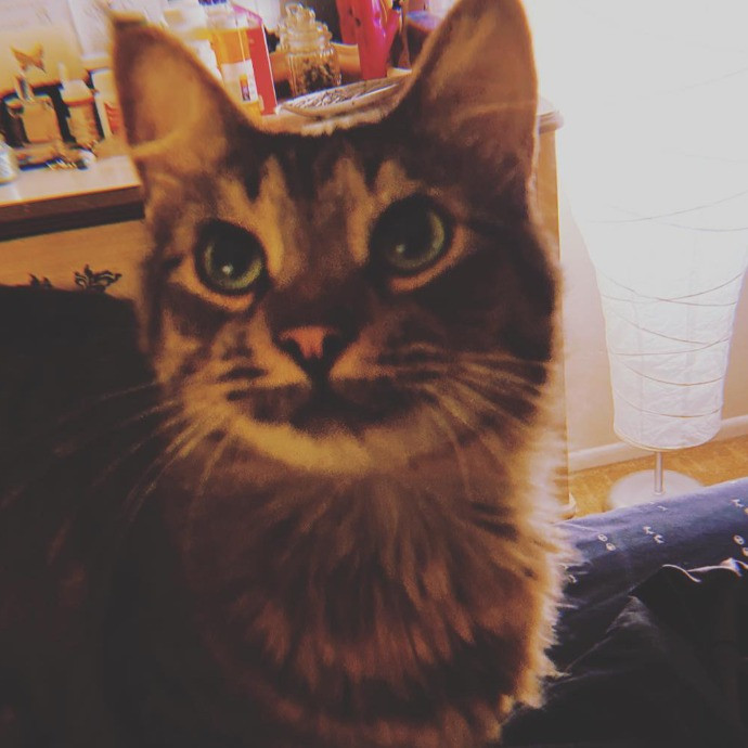 Alex - The Cat Whisperer